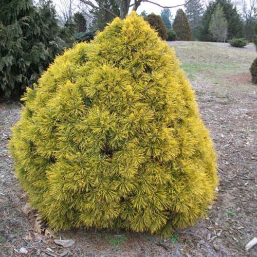 Pinus sylvestris 'Moseri' - Harilik mänd 'Moseri'